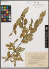 Foto von Salix pseudopentandra Flod.